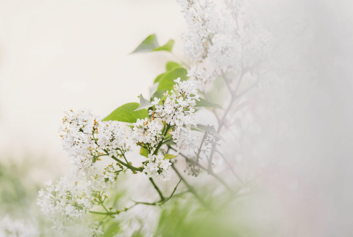 white flowers muslim bloom