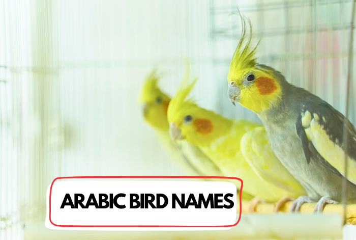 Arabic Bird Names pet muslim bloom