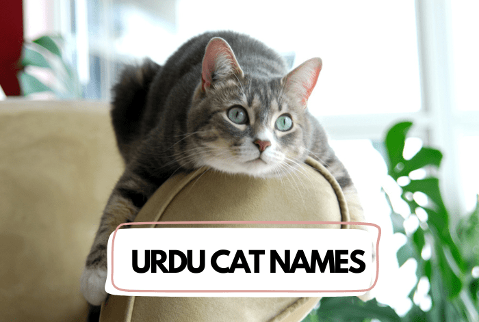 Urdu Cat Names muslim bloom featured